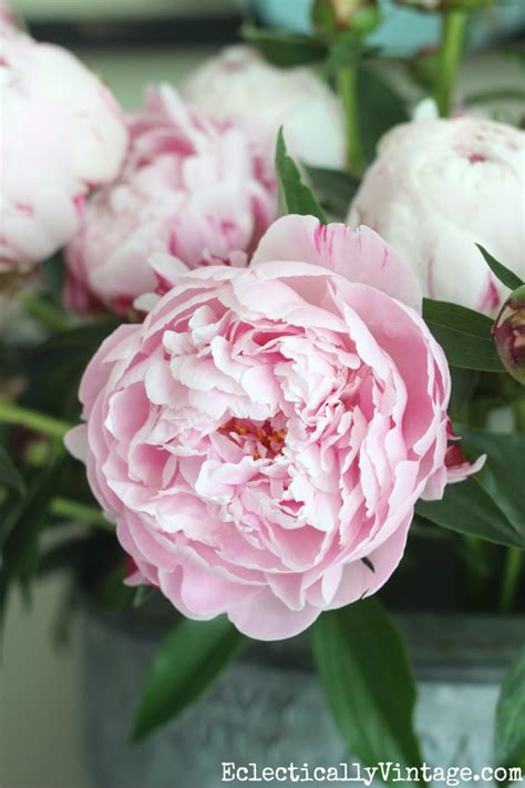 pinterest peony|kelly moore peony pictures.